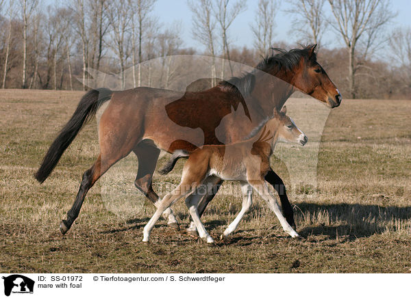 mare with foal / SS-01972