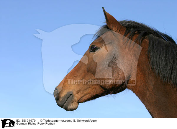 German Riding Pony Portrait / SS-01979