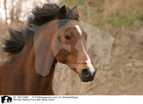 German Riding Pony with flying mane / SS-01987