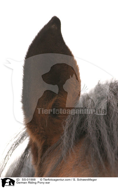German Riding Pony ear / SS-01988