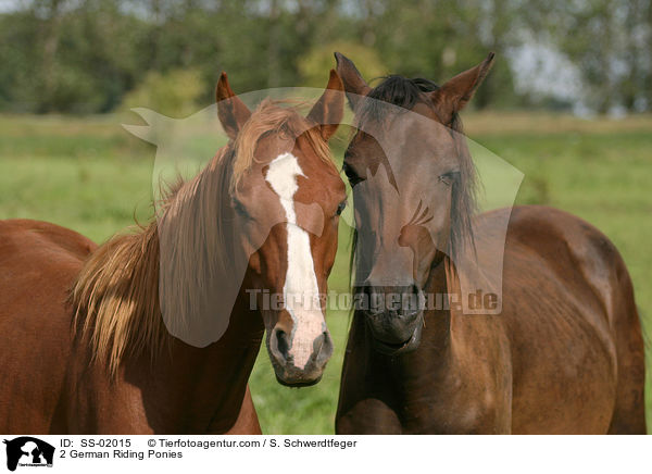2 Deutsche Reitponys / 2 ponies / SS-02015