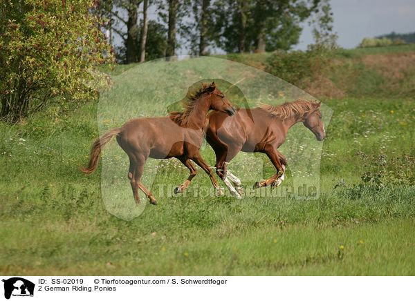 2 German Riding Ponies / SS-02019