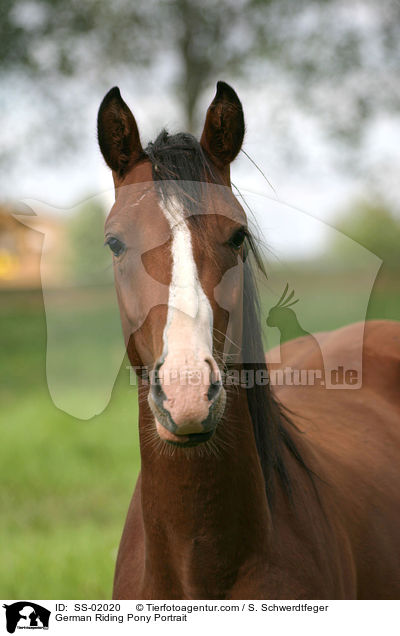 German Riding Pony Portrait / SS-02020