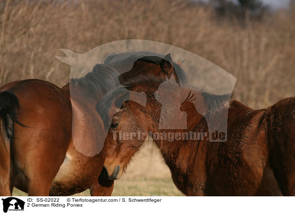 2 German Riding Ponies / SS-02022