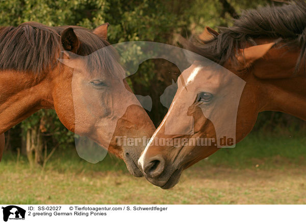 2 greeting German Riding Ponies / SS-02027
