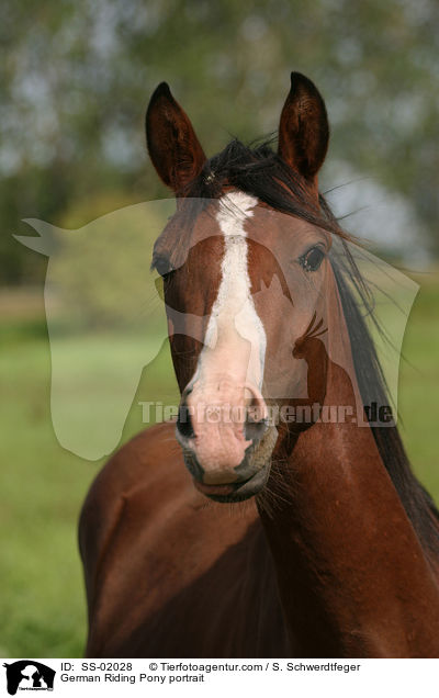 German Riding Pony portrait / SS-02028