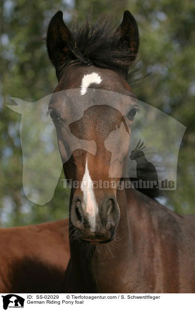 German Riding Pony foal / SS-02029