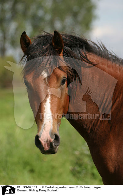 German Riding Pony Portrait / SS-02031
