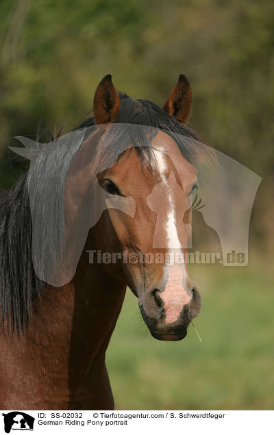 German Riding Pony portrait / SS-02032