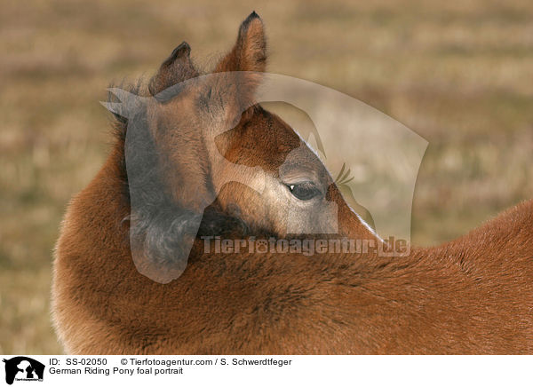 German Riding Pony foal portrait / SS-02050