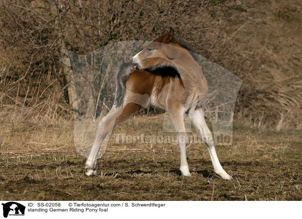 standing German Riding Pony foal / SS-02058