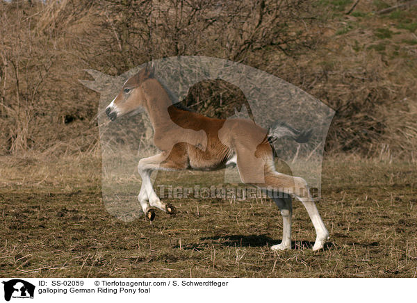 galloping German Riding Pony foal / SS-02059