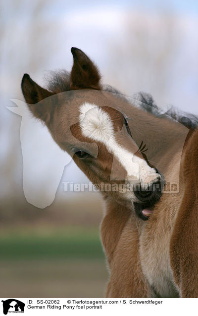 German Riding Pony foal portrait / SS-02062