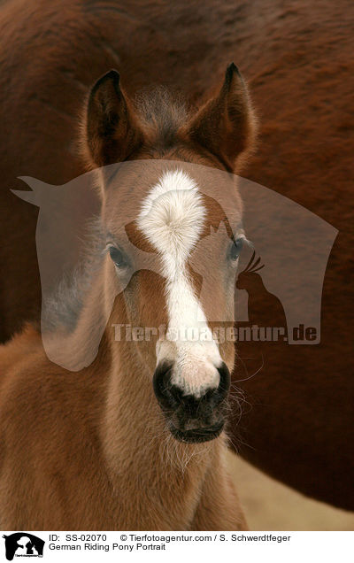 Deutsches Reitpony Fohlen / pony foal / SS-02070