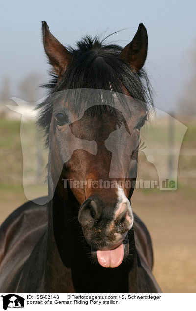 portrait of a German Riding Pony stallion / SS-02143