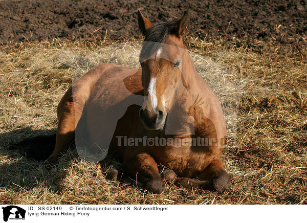 lying German Riding Pony / SS-02149