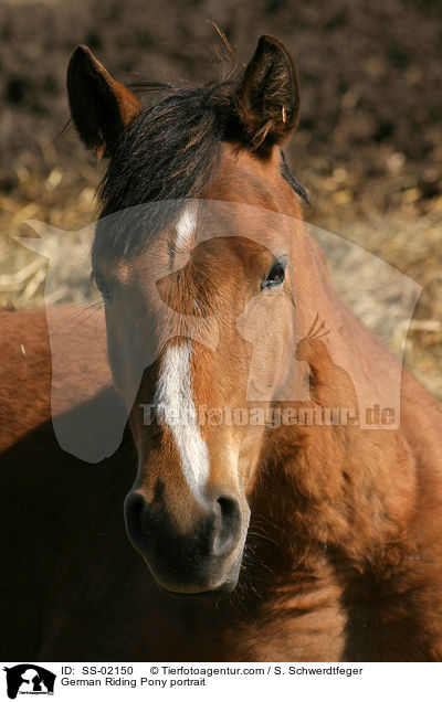 German Riding Pony portrait / SS-02150
