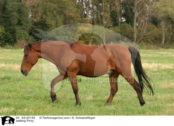 walking Pony / SS-02159
