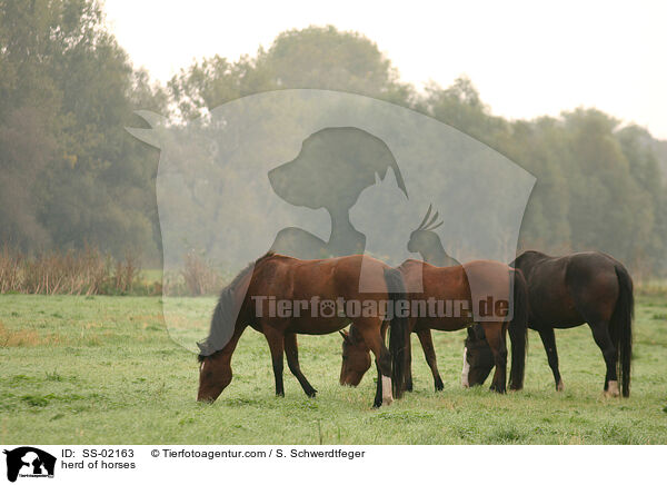 herd of horses / SS-02163