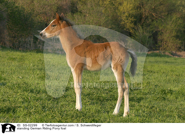 Deutsches Reitpony Fohlen / Pony foal / SS-02299