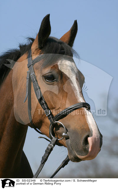 portrait of a German Riding Pony / SS-02348