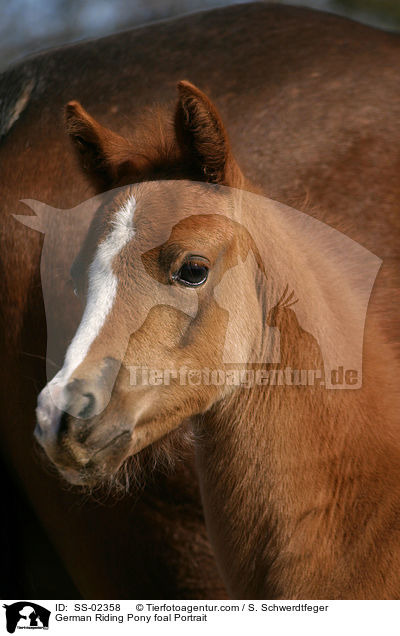 German Riding Pony foal Portrait / SS-02358