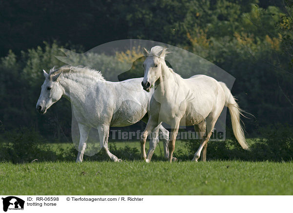 trotting horse / RR-06598