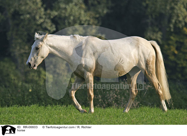 horse / RR-06603