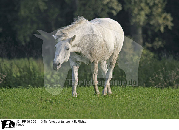 horse / RR-06605