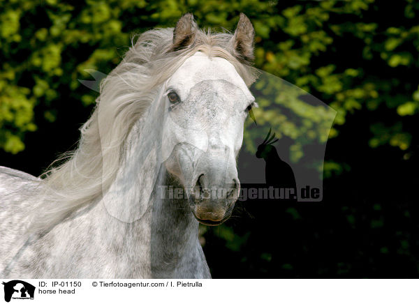 horse head / IP-01150