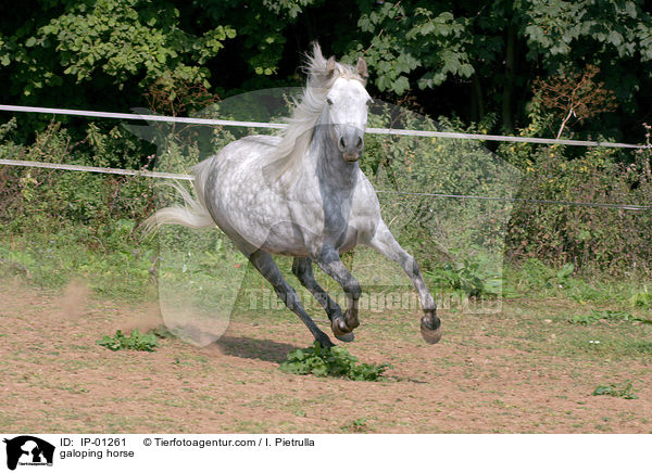 galoping horse / IP-01261