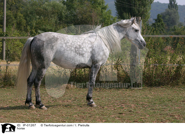 horse / IP-01267