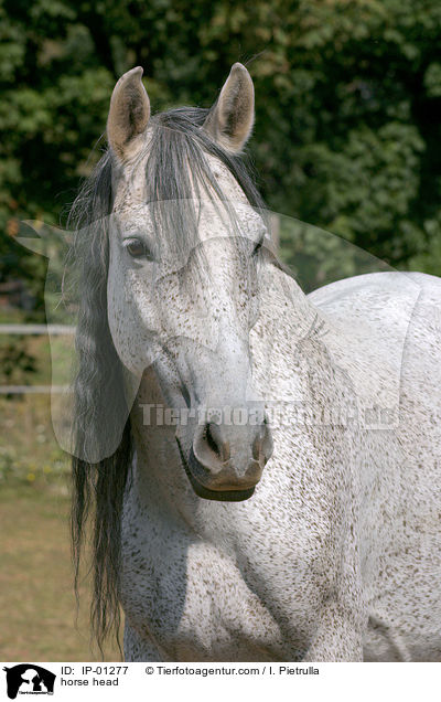 horse head / IP-01277