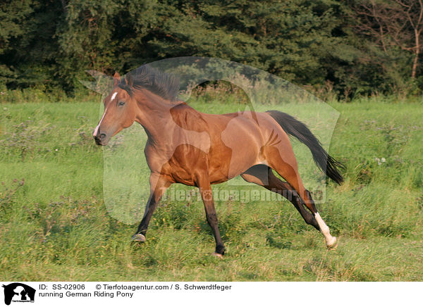 running German Riding Pony / SS-02906