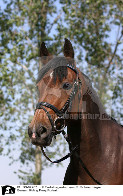 Deutsches Reitpony Portrait / Pony Portrait / SS-02907