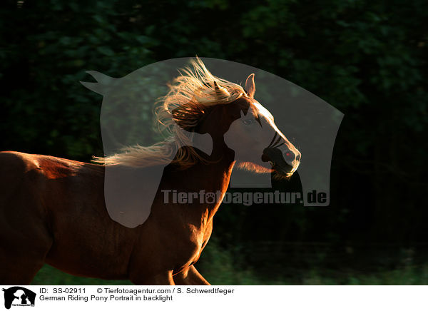 German Riding Pony Portrait in backlight / SS-02911