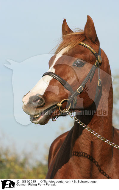 Deutsches Reitpony Portrait / Pony Portrait / SS-02915