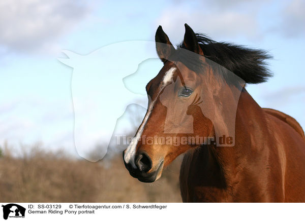German Riding Pony portrait / SS-03129