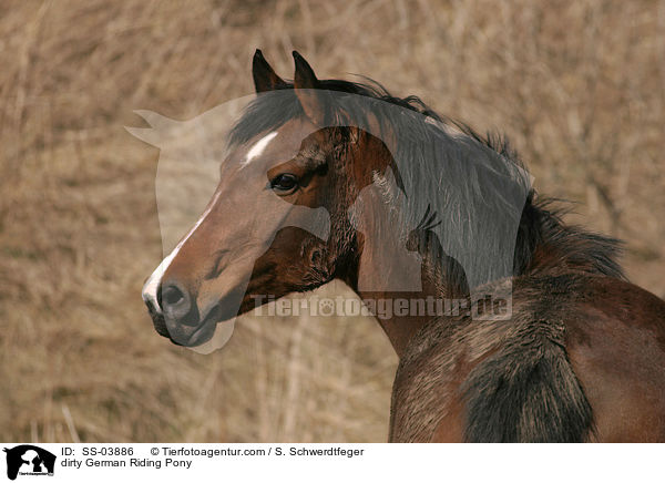 dirty German Riding Pony / SS-03886