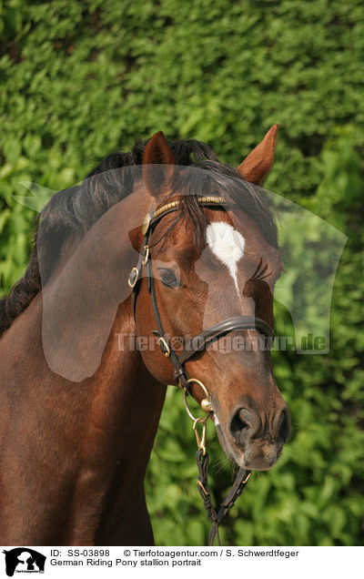 German Riding Pony stallion portrait / SS-03898