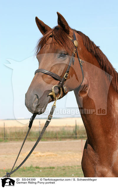Deutsches Reitpony Portrait / pony portrait / SS-04399
