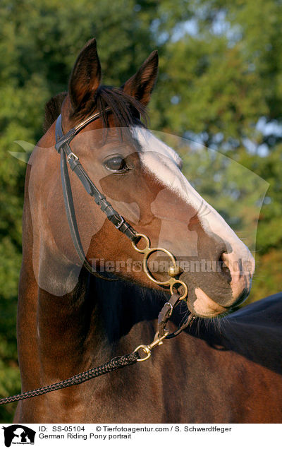 Deutsches Reitpony im Portrait / horse portrait / SS-05104