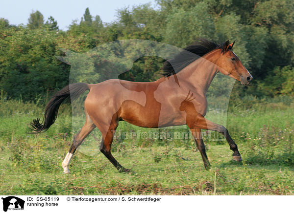running horse / SS-05119