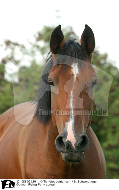 Deutsches Reitpony Portrait / pony portrait / SS-05126