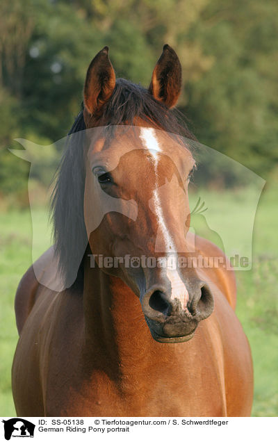 Deutsches Reitpony Portrait / pony portrait / SS-05138