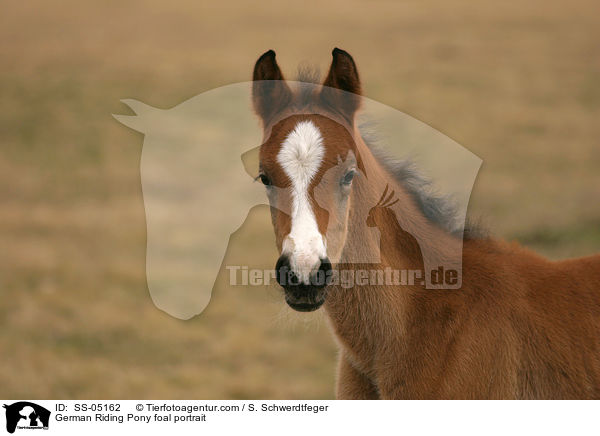 Deutsches Reitpony Fohlen / pony foal / SS-05162