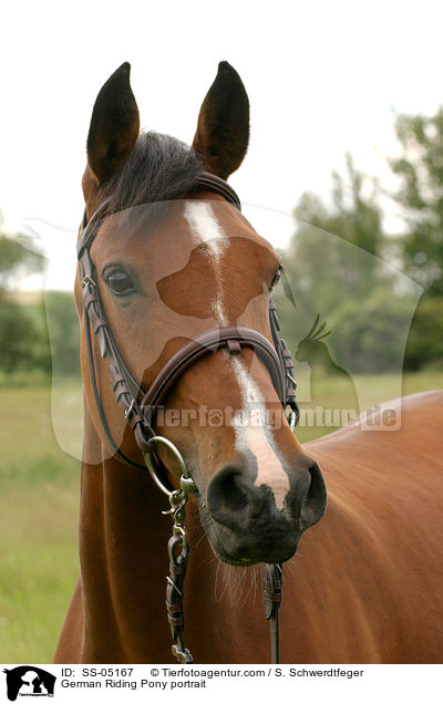 German Riding Pony portrait / SS-05167
