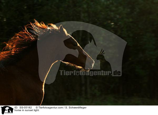 Pferd im Abendlicht / horse in sunset light / SS-05182