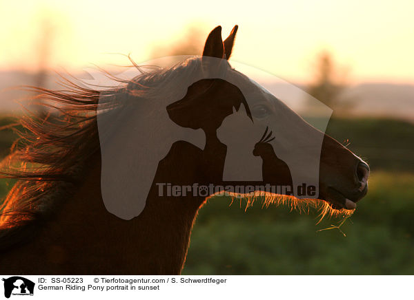German Riding Pony portrait in sunset / SS-05223