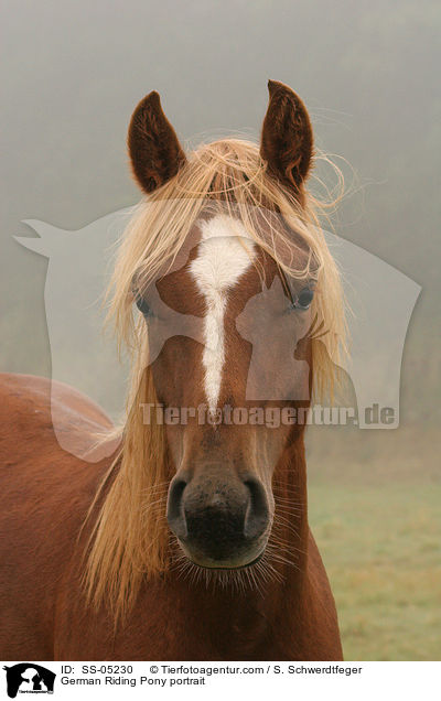 German Riding Pony portrait / SS-05230